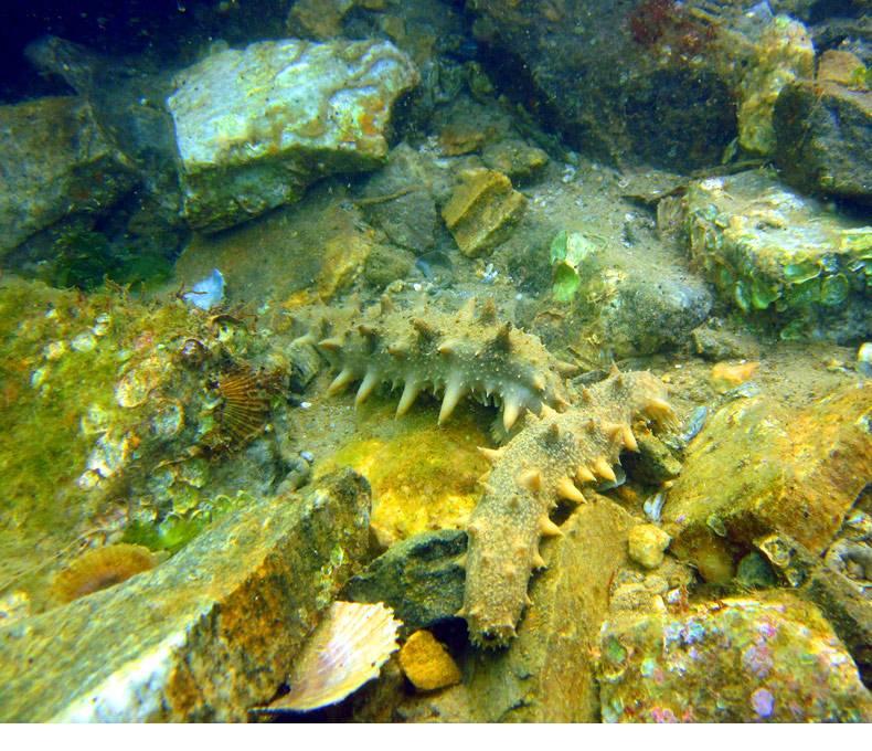 人们对游泳存在的误区,海参的迷惑行为