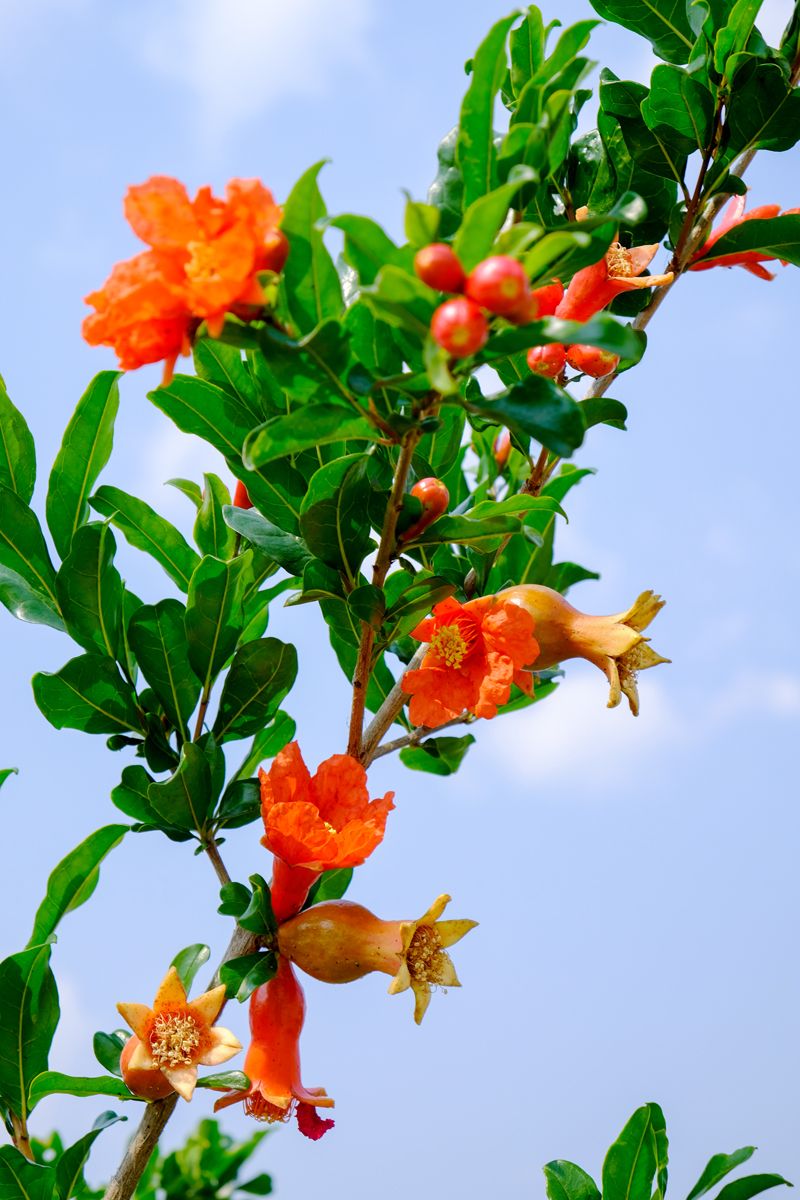 速来，这个初秋，你和石榴有个约会