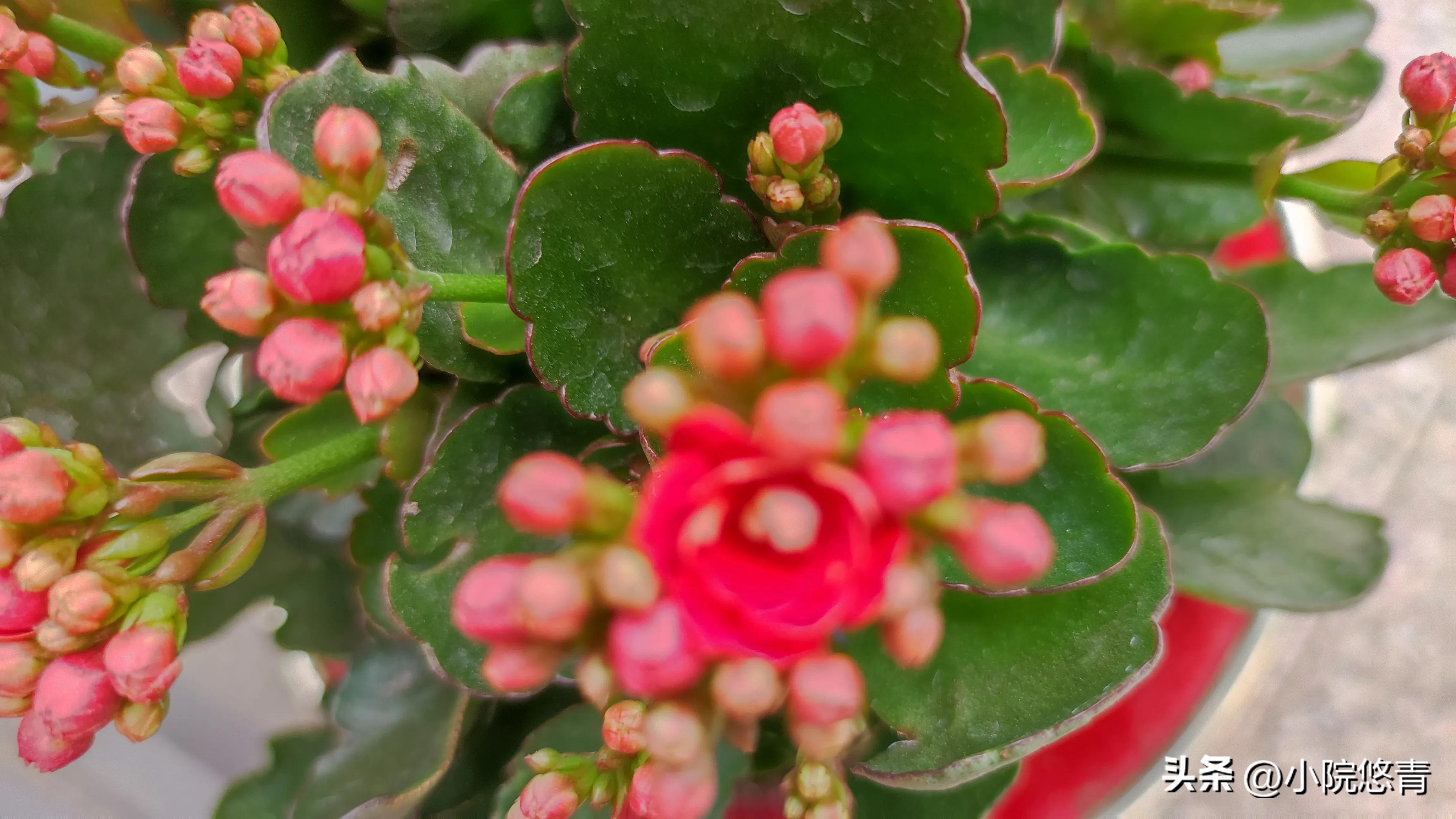 长寿花根系烂了怎么种植,长寿花棒棒糖的种植方法