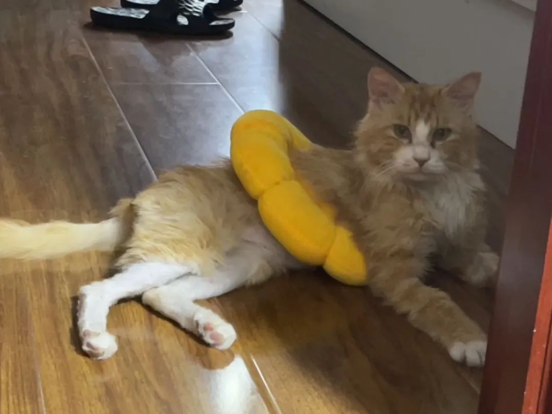 从落魄憔悴到金毛狮王,流浪老猫咪焕发青春