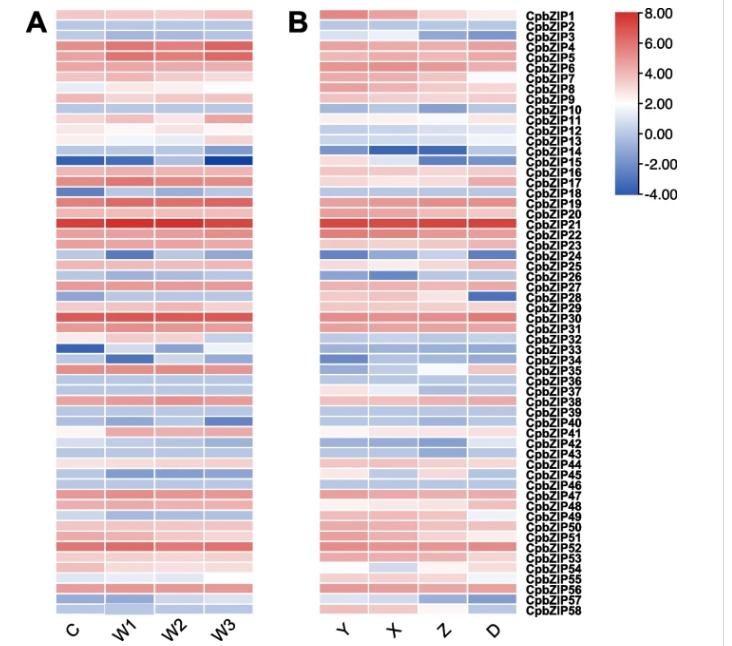 碱性亮氨酸拉链的介入，会对青钱柳根茎发育产生多大影响？