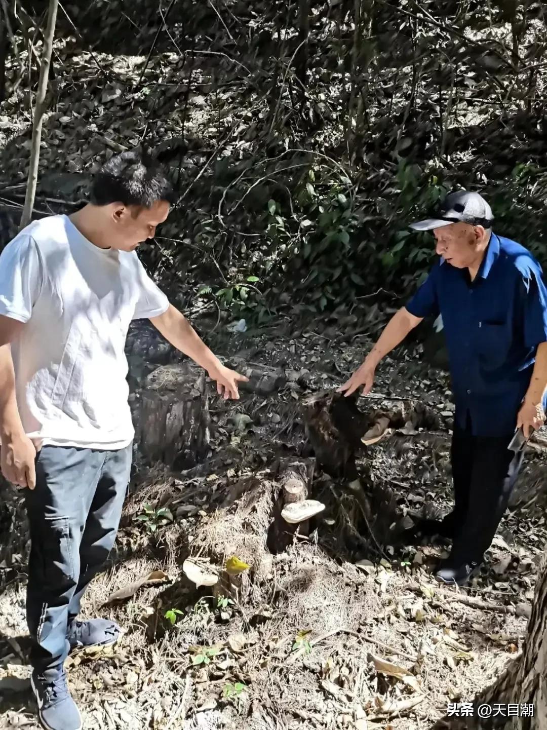 道是种植，却似野生一一项永年把灵芝栽种在百山祖国家公园野地里