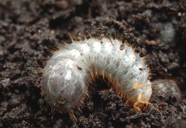 白土蚕怎么做,农村喂猪的桑蚕