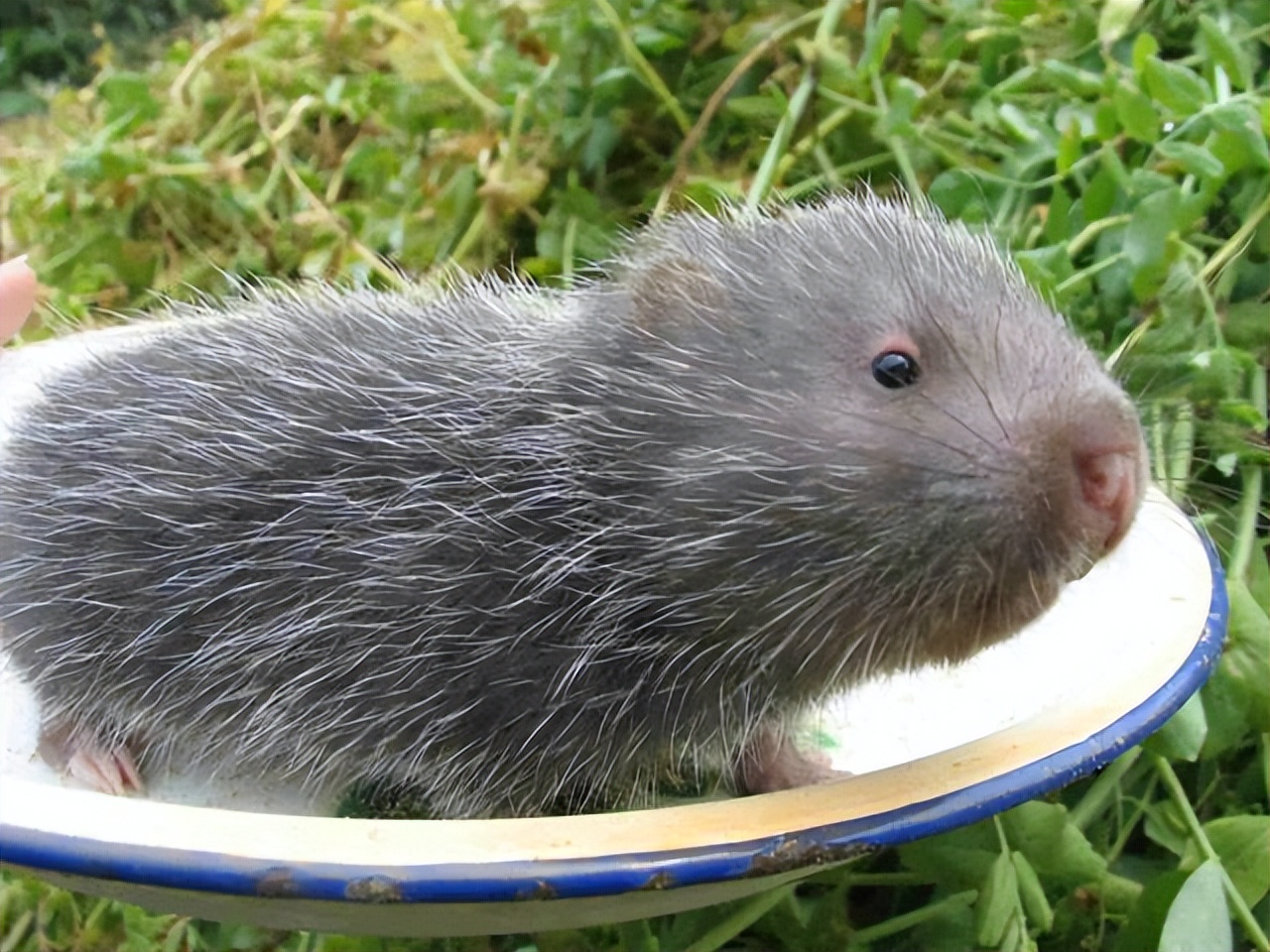 女子胸痛去医院检查出癌症,胸痛医生怀疑是肺癌