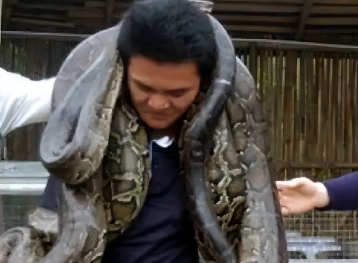 海南报恩巨蟒现况,巨蟒为报恩守护十几年