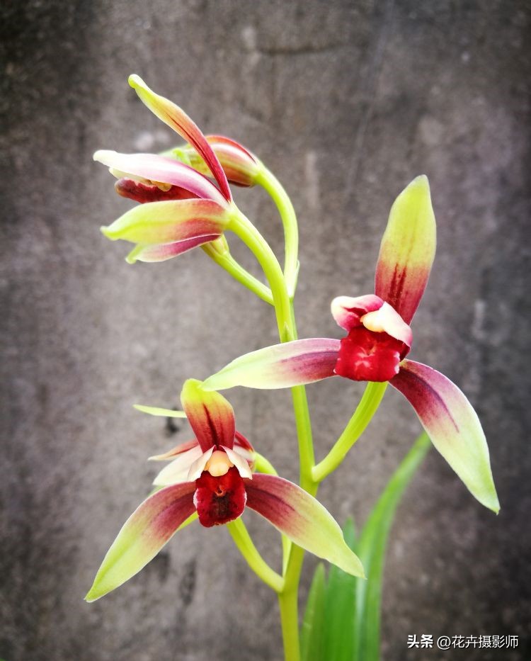 探索“高贵兰花”的魅力，古香古色，百年生命，在家就能赏玩