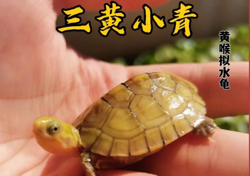 小乌龟宠物龟怎么饲养,宠物龟观赏龟怎么养好