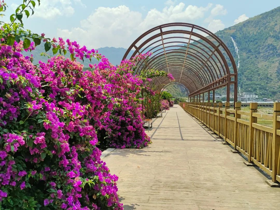 四川雅安糖心苹果自然采摘,雅安苹果采摘