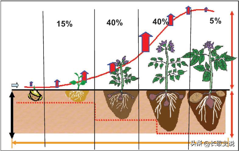 旱作马铃薯栽培技术试验,单垄单行马铃薯高产种植技术