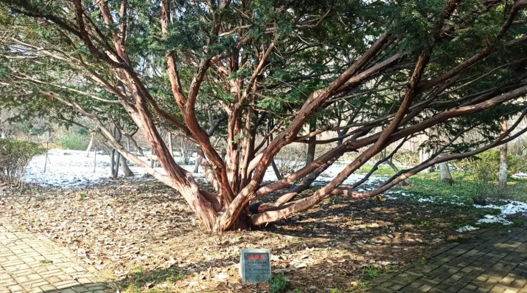 它是“绿色黄金”,更是“征服癌症的希望之树”