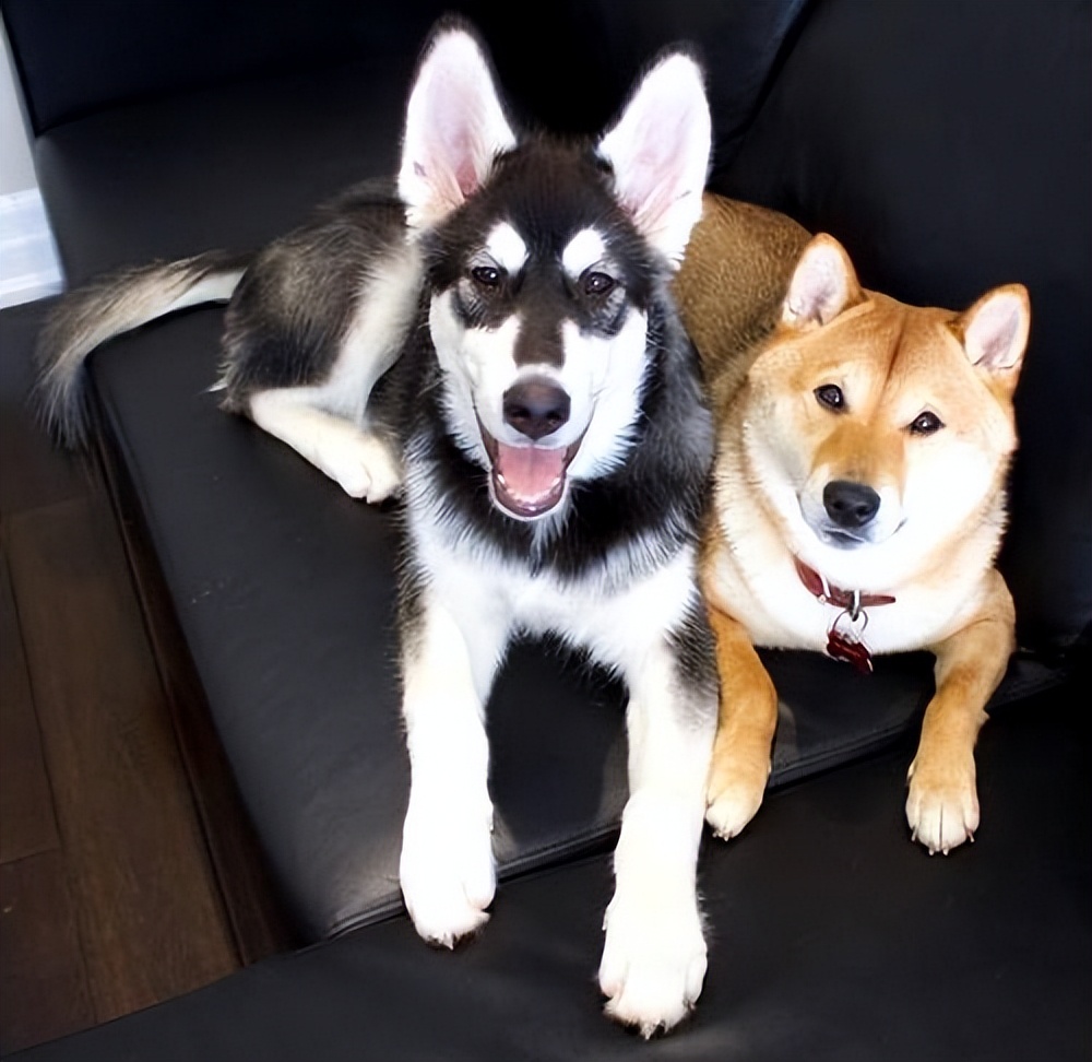 狗狗的4种交配方式,网友:没见过