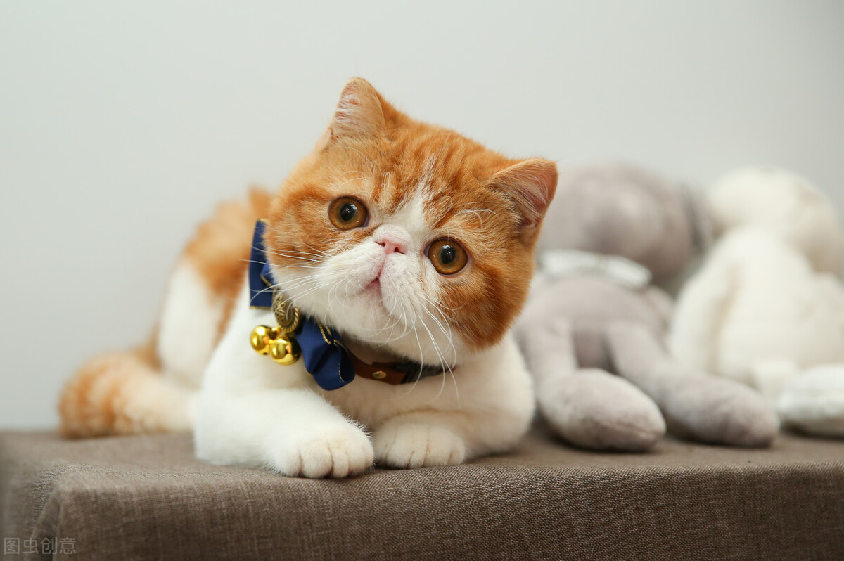 加菲猫太瘦了怎么增肥最快,加菲猫特别胖如何减肥