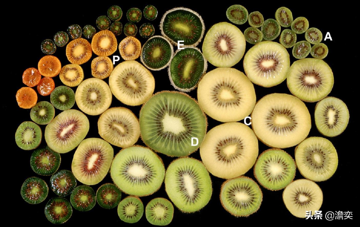 猕猴桃新西兰奇异果,奇异果新西兰猕猴桃