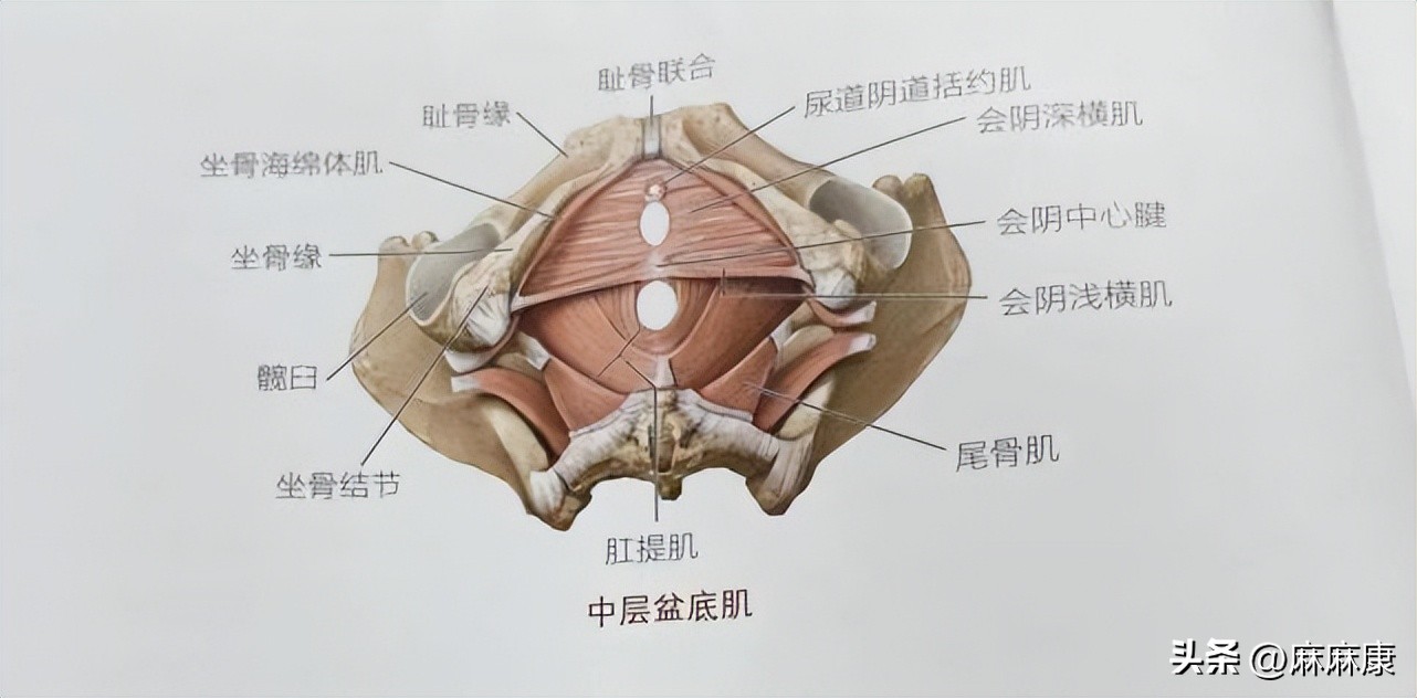 盆腔脏器脱垂的治疗方法有哪几种,子宫切除后如何预防盆腔脏器脱垂