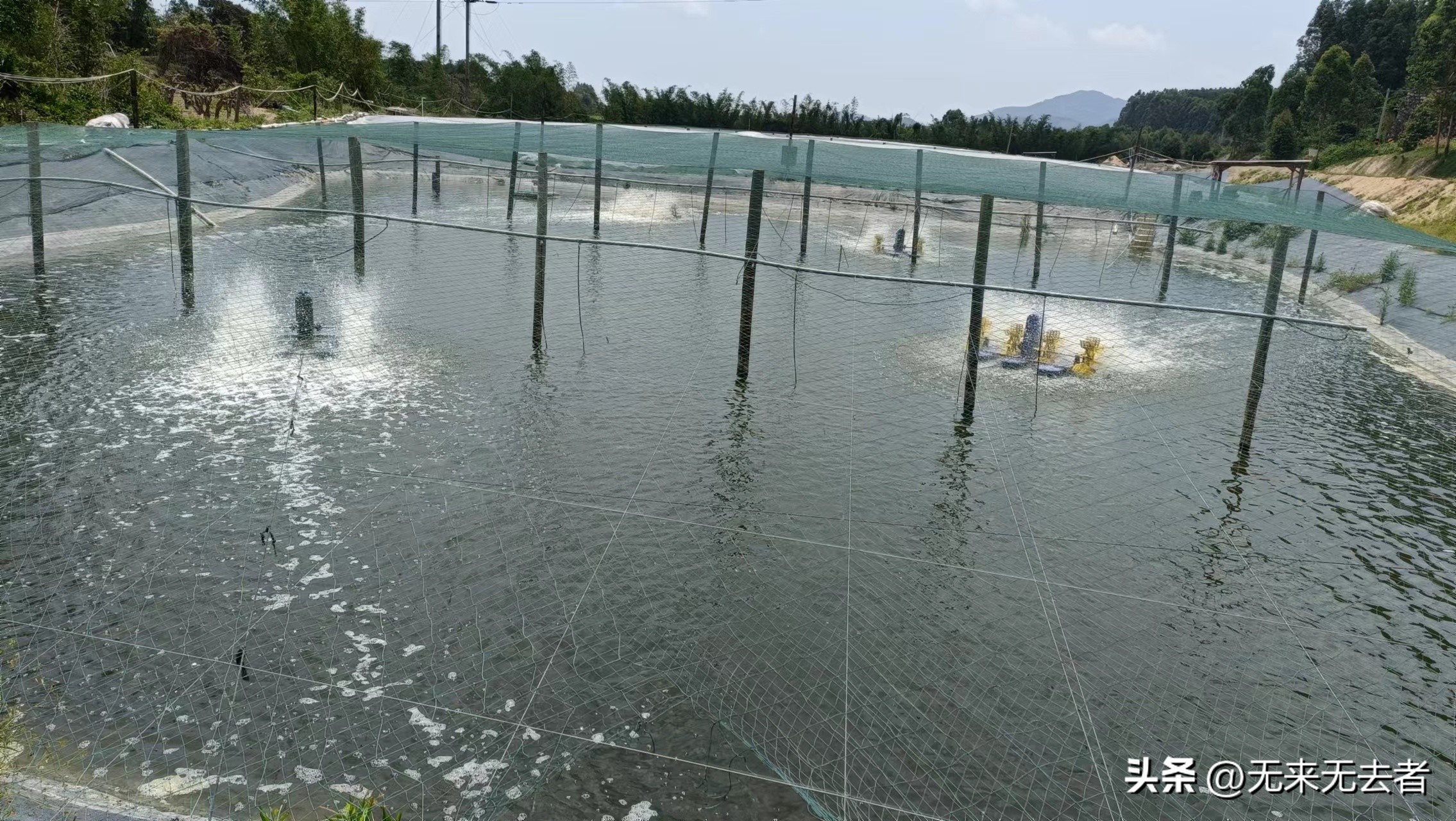 养南美白对虾一亩收益,南美白对虾60-70天快速养殖