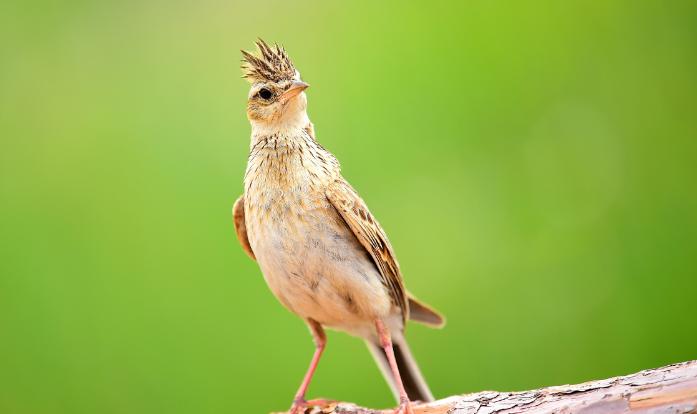 画眉鸟中国四大名鸟之一,四大名鸟绣眼是哪个品种