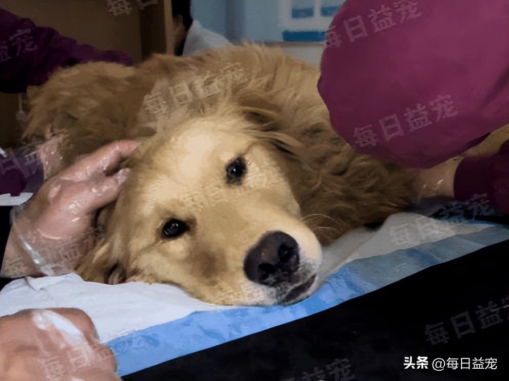 金毛被打断双腿后抛弃，热心小伙心疼狗狗，不惜花重金医治它