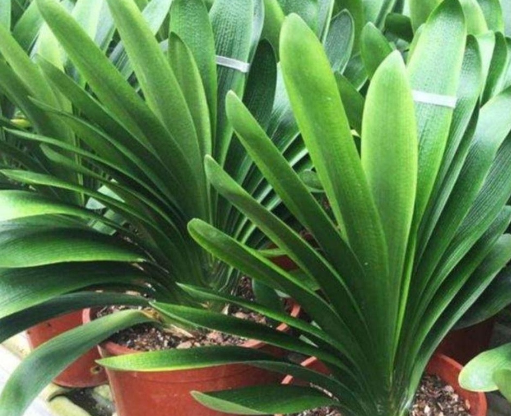 养君子兰叶亮开花多全靠4个诀窍,君子兰顺口溜大全