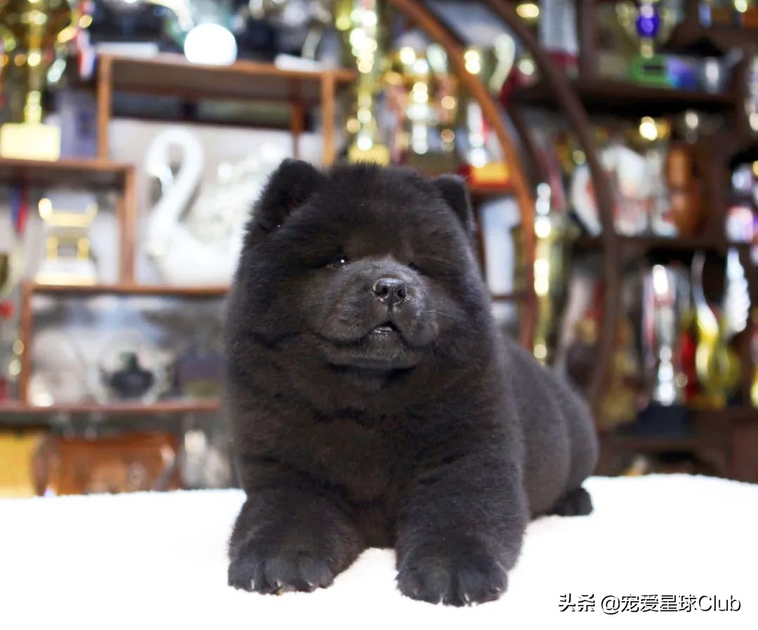 松狮犬是大型犬吗,熊仔松狮犬