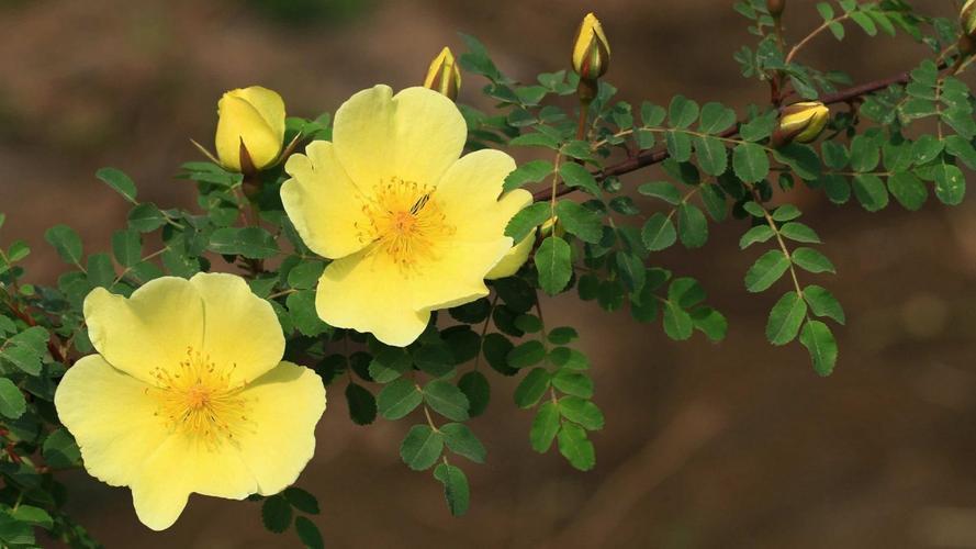 怎么做才能发挥蒲公英的最大功效,蒲公英被称为药草皇后