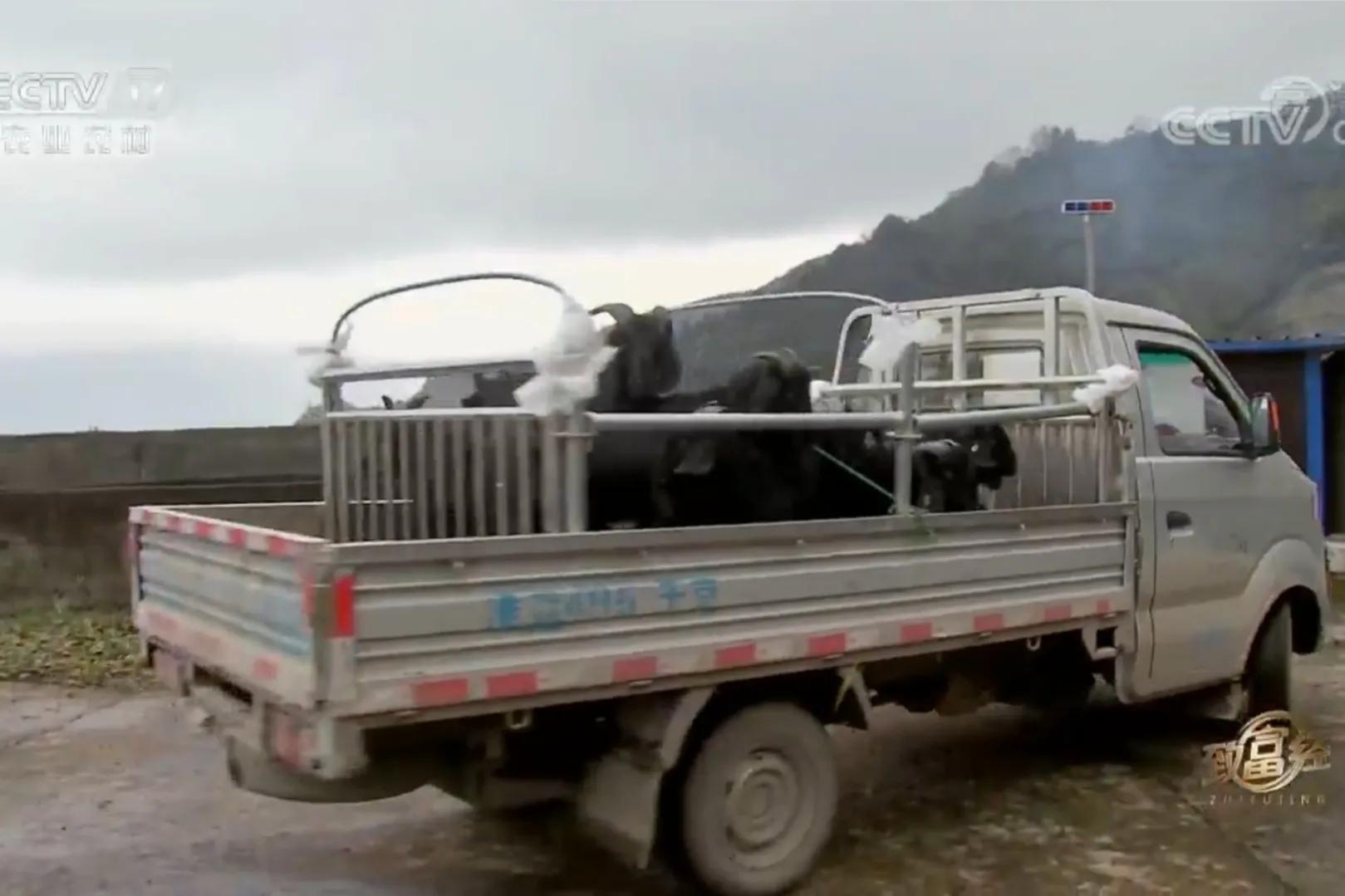 云南男子承包3000亩荒山，如今靠荒山实现梦想，年销售额700多万