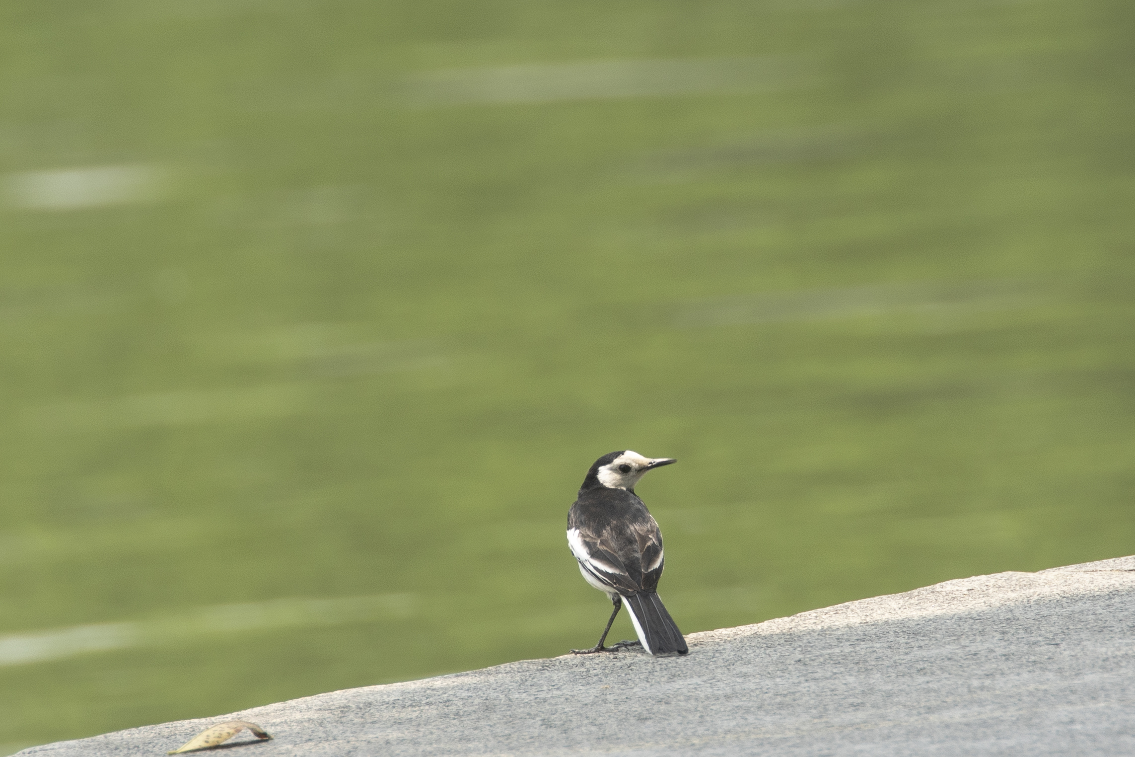 打鸟摄影摄像独脚架，生产力工具佳鑫悦三脚架
