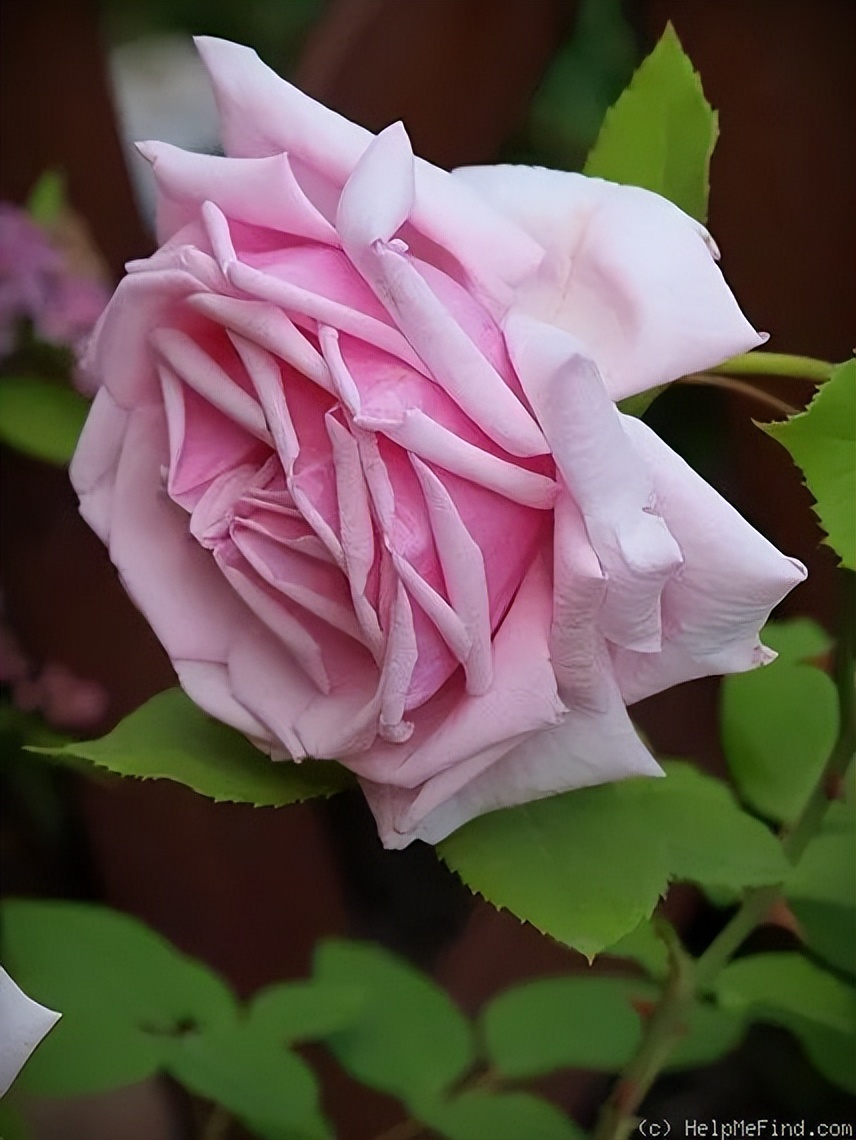 七夕卖玫瑰花要准备什么,七夕买红玫瑰还是彩色玫瑰