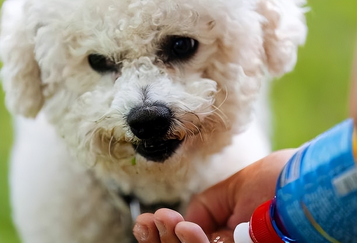 比熊拉了很多虫是什么情况,比熊要驱虫的表现是什么
