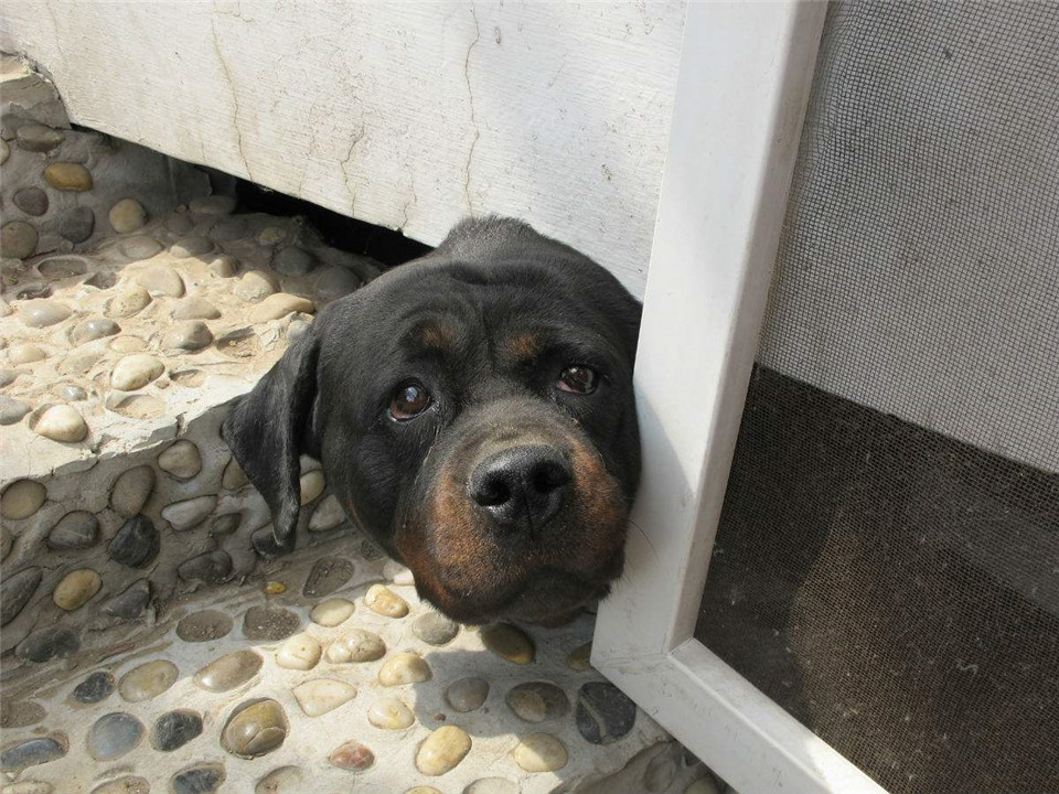 如何才能让胆小的狗狗有安全感,怎么让狗狗有安全感睡觉