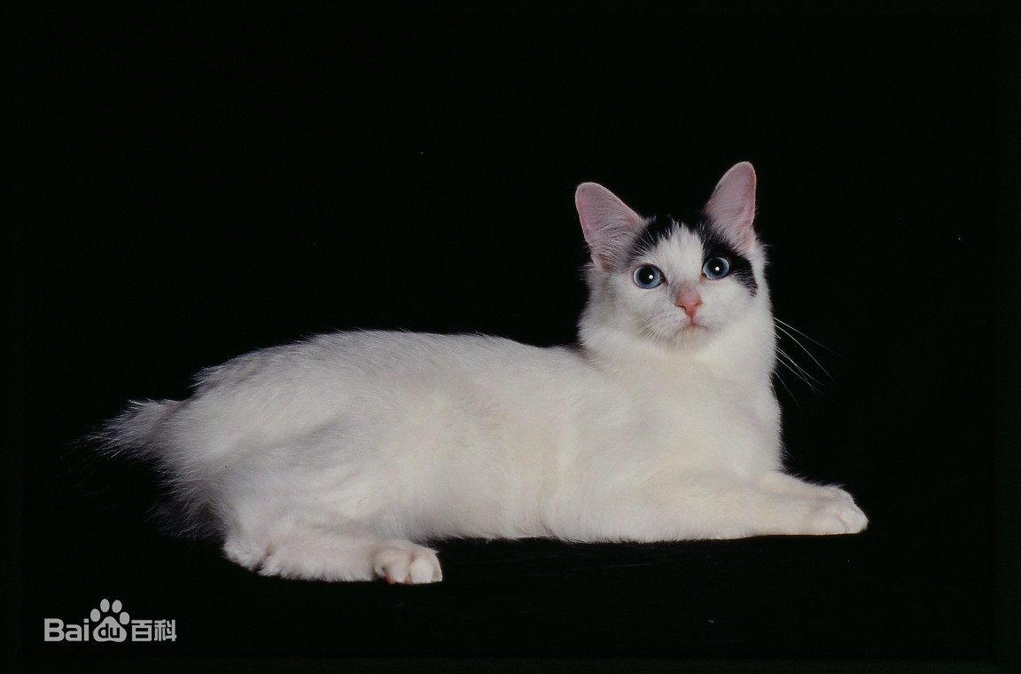 国外猫和国内猫品种,中国国猫是哪一个品种的猫