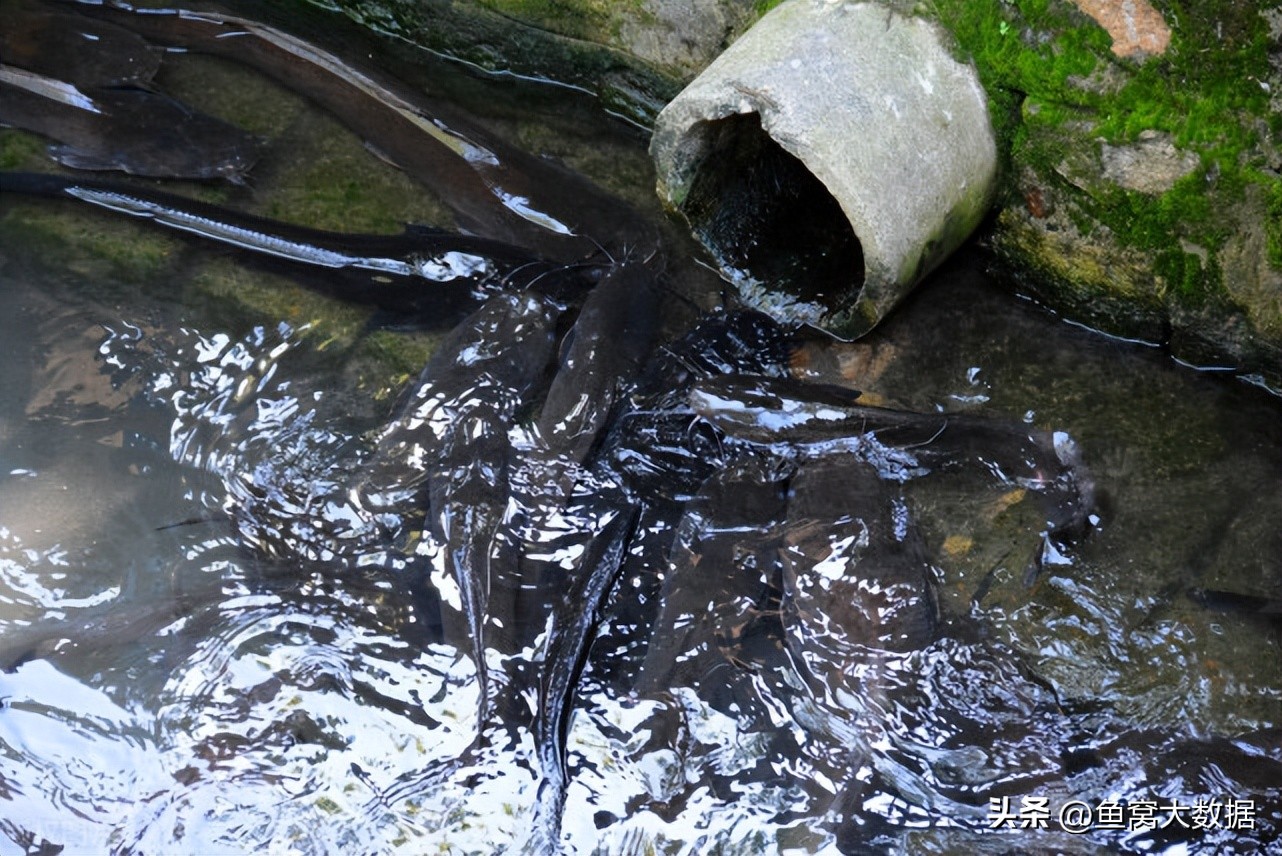 革胡子鲶销声匿迹,革胡子鲶性成熟几年