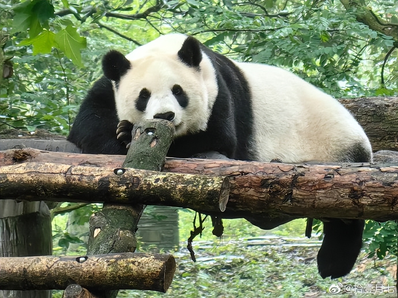 不高的高高和他不白的老婆白云——91年出生的童颜女神大熊猫白云