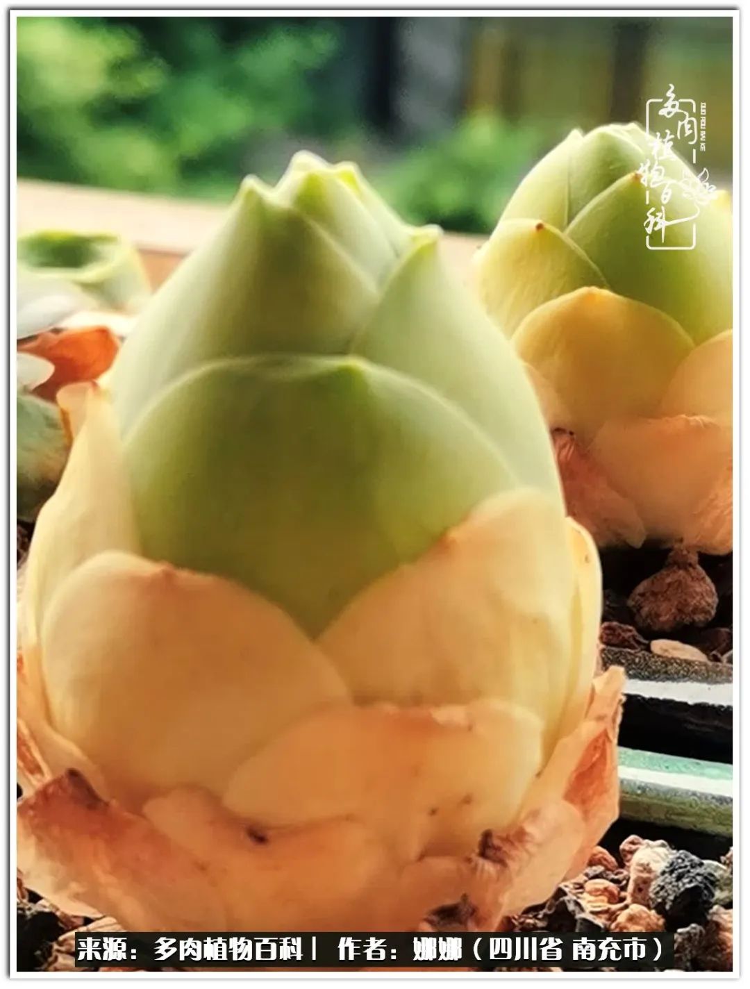 带刺的玫瑰阳台多肉,开花的玫瑰多肉