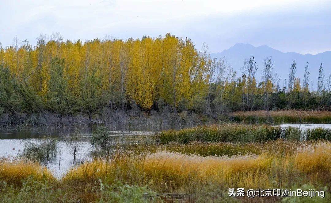 北京的秋朗读,北京的秋的夜晚