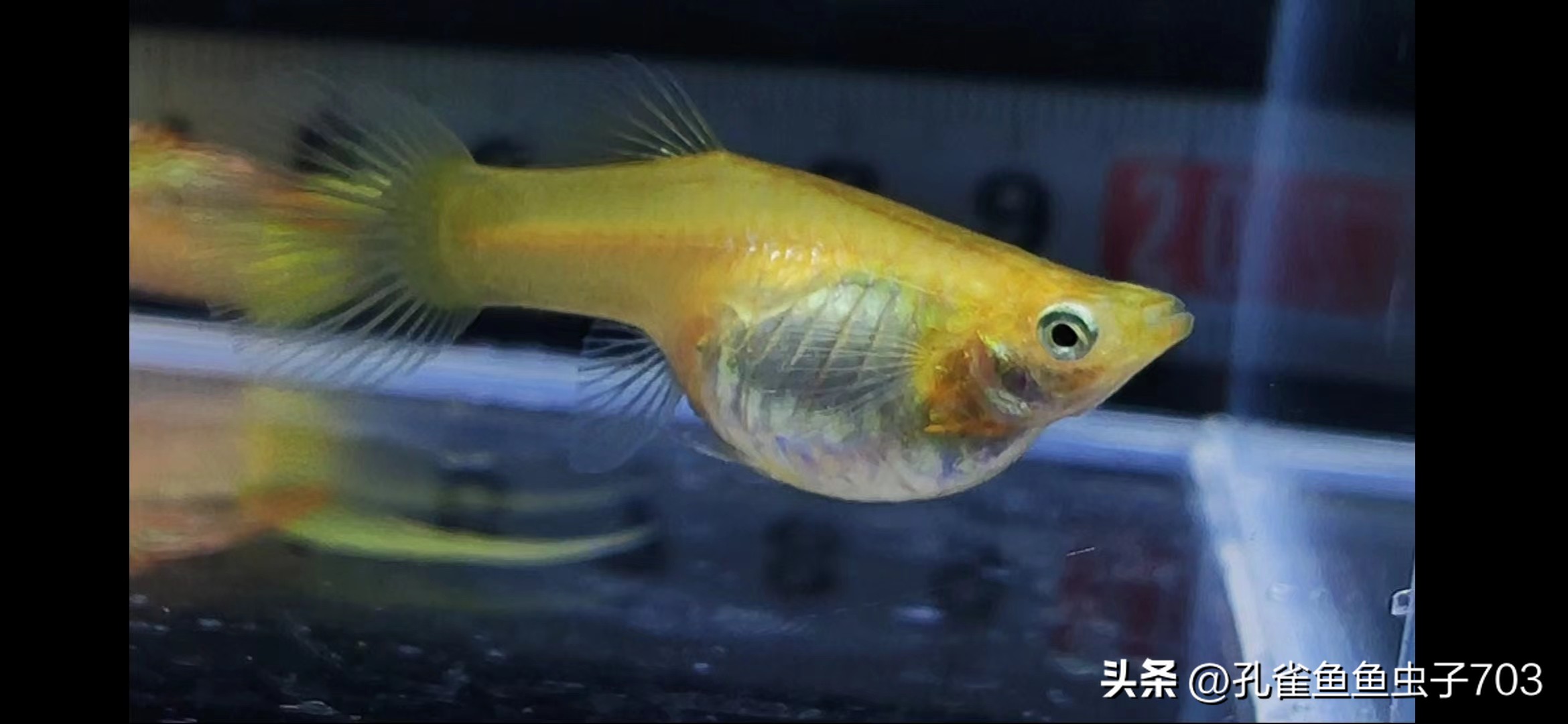 春季鱼为什么死亡如何救活,自己养的鱼无征兆死亡怎么回事