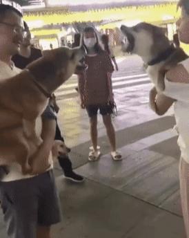 狗狗在配种时，为什么不能去打扰呢？