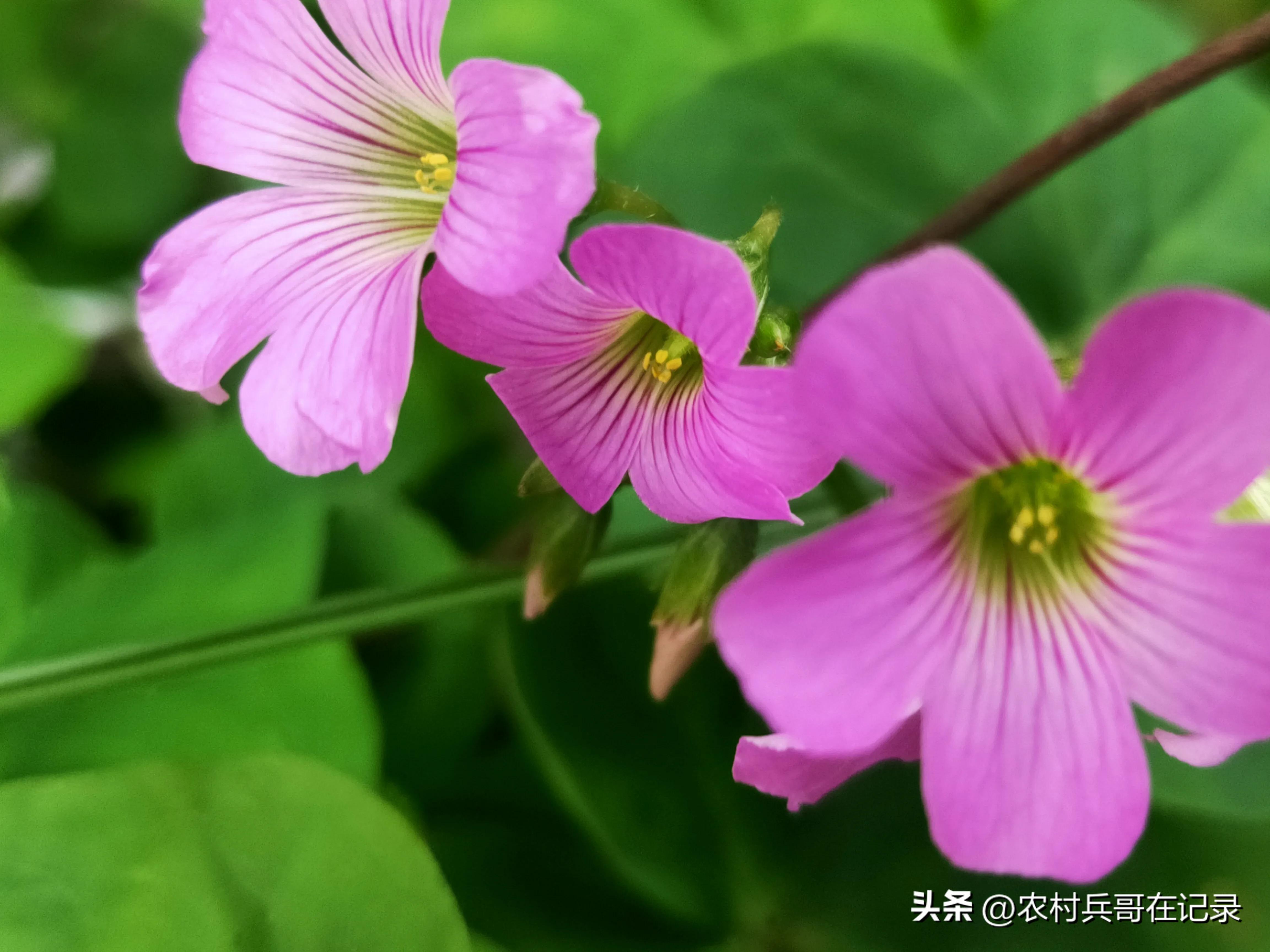 龚大,退休的年纪,找陈哥帮忙,说话却不经考量,但李哥可不由着他！