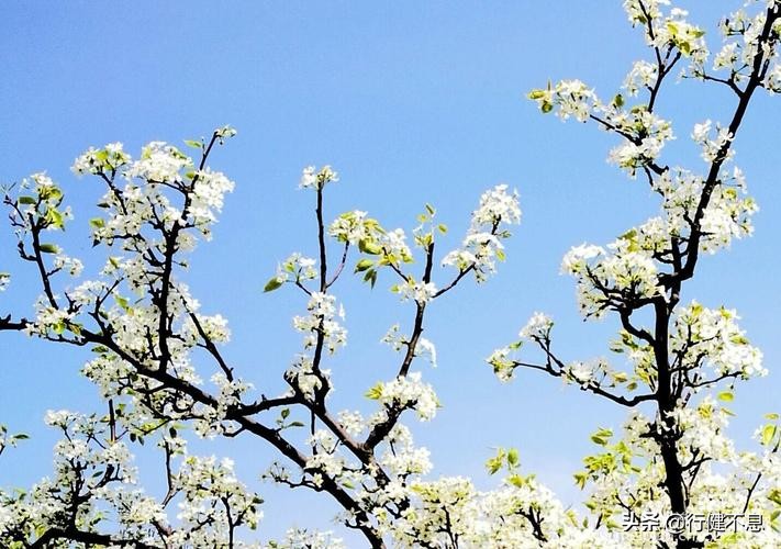 苏东坡词十首此心安处是吾乡,苏东坡的此心安处是吾乡说的是谁