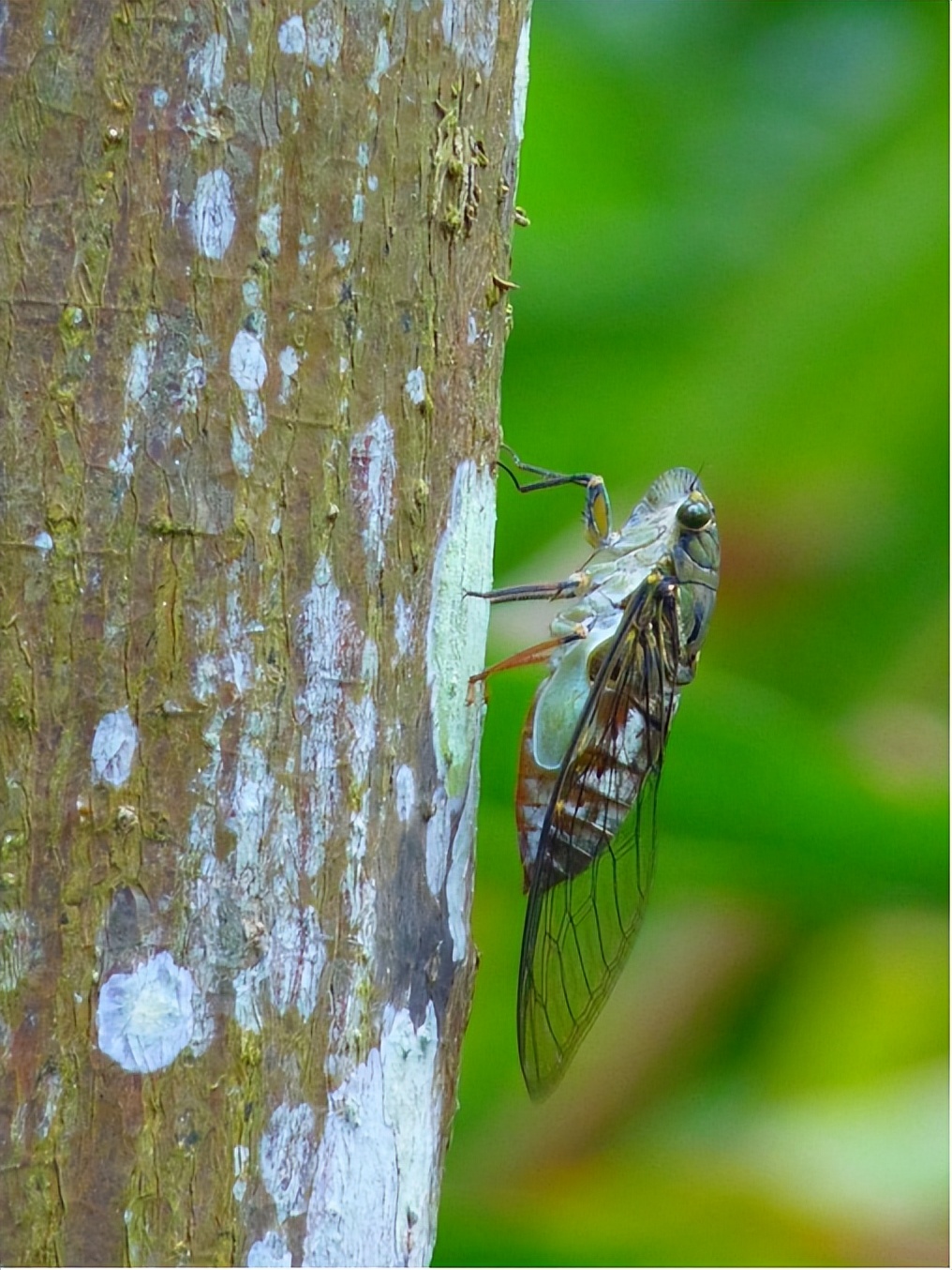 为什么鸟在黑车上拉白屎,鸟为什么喜欢往白色车上拉屎