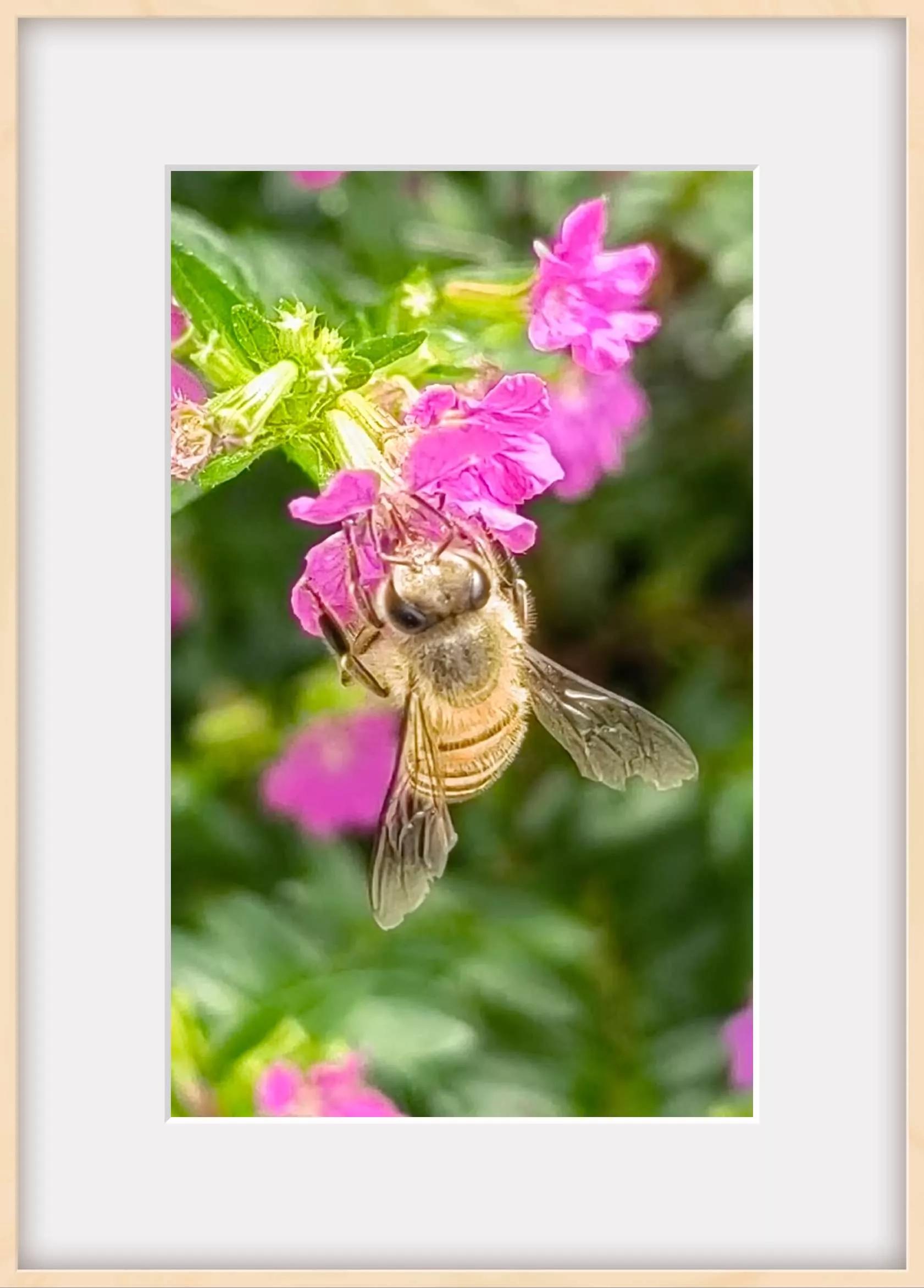 认识各种花的寓意,认识各种花的名称