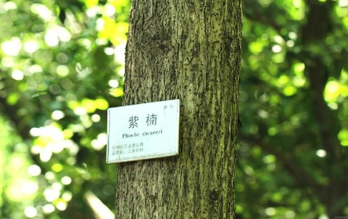 树卖多少钱一棵,什么树栽一棵值钱上十万元