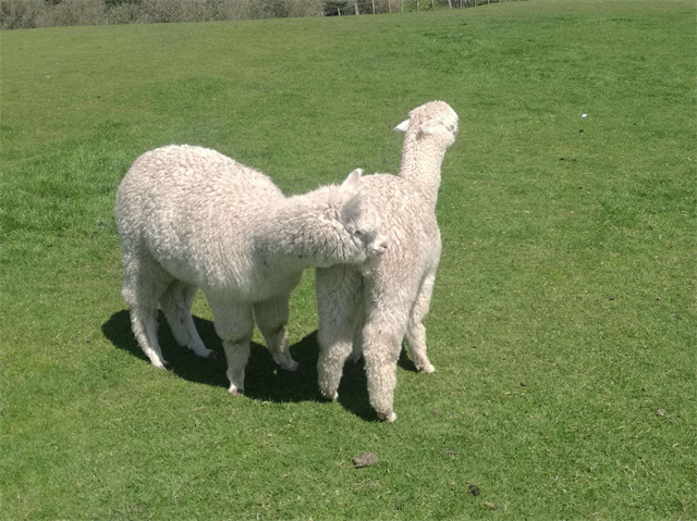 中国的羊驼为什么那么多,羊驼在中国受欢迎吗