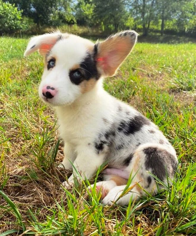 二分钟告诉你如何和狗狗交流,如何与狗对话