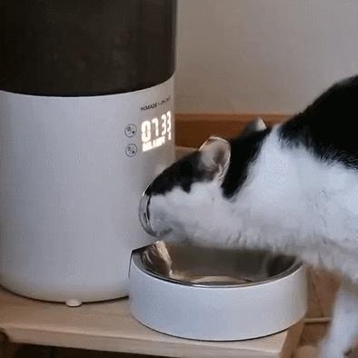 养猫的100个怪癖,养猫变态