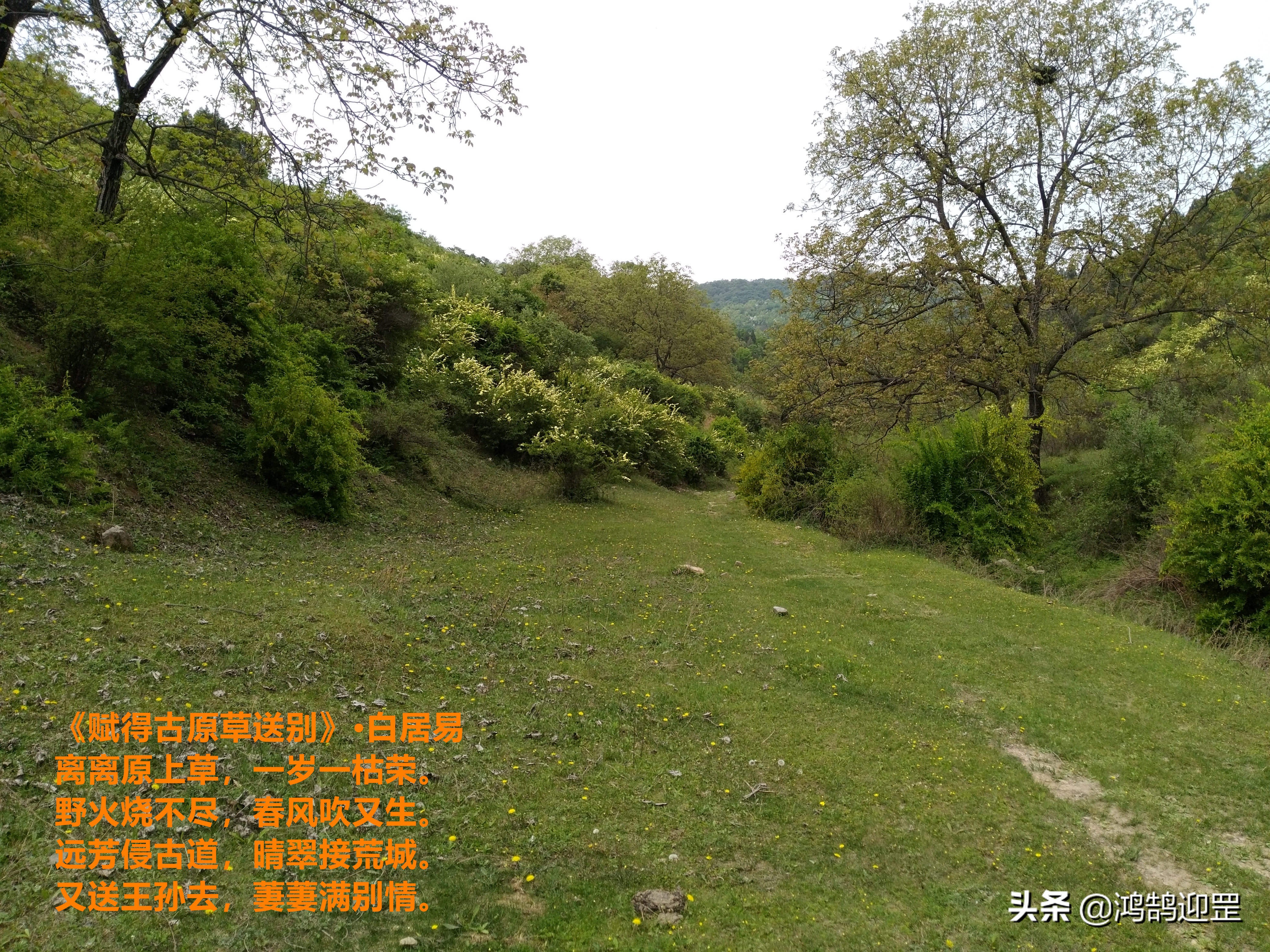 白居易为什么要回符离,离离原上草白居易叫什么