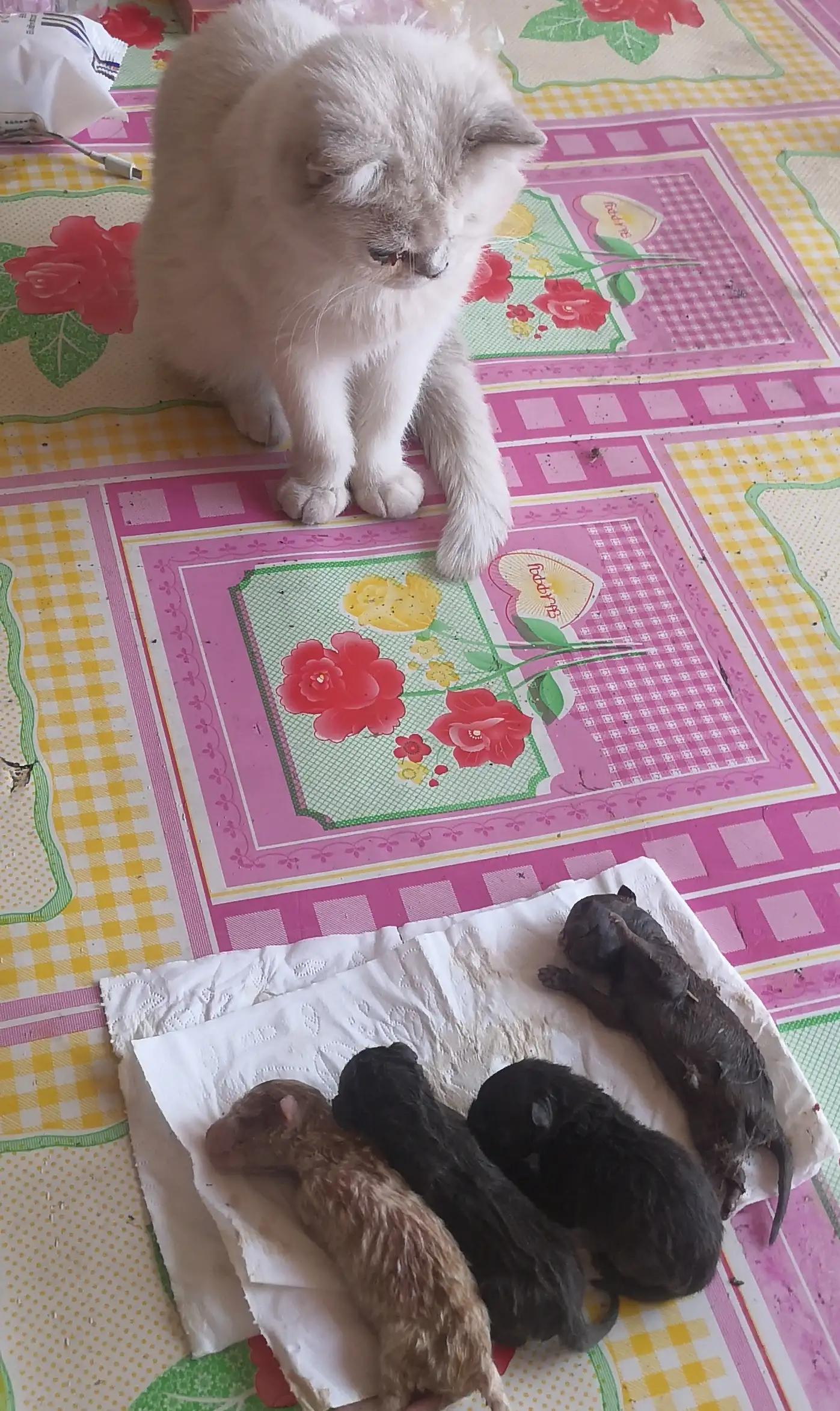 舍命产子,舍命产子靠谱吗