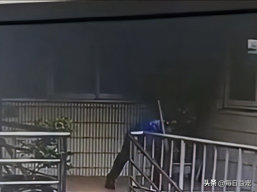 外卖小哥暴打流浪猫后续,外卖员暴打猫咪后续