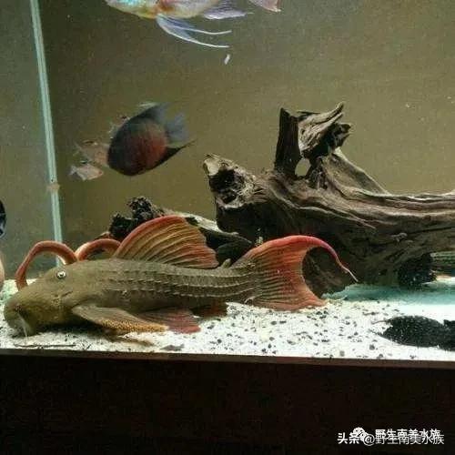 每天认识一种热带鱼,每天认识一种南美鱼