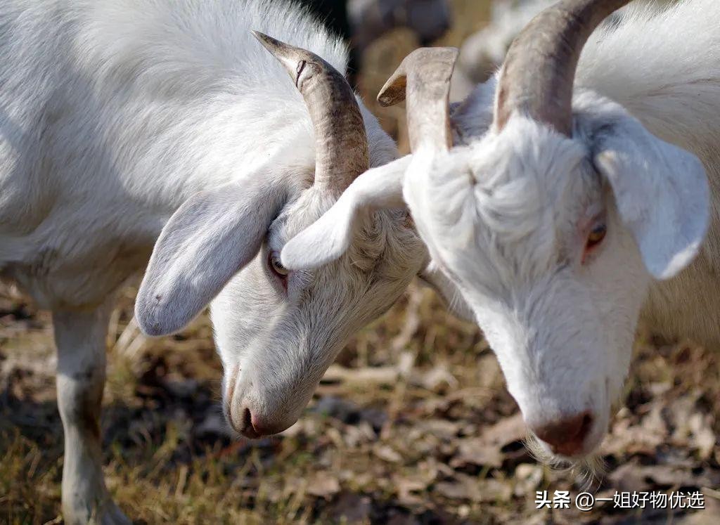 围巾男士推荐,围巾男款冬季新款