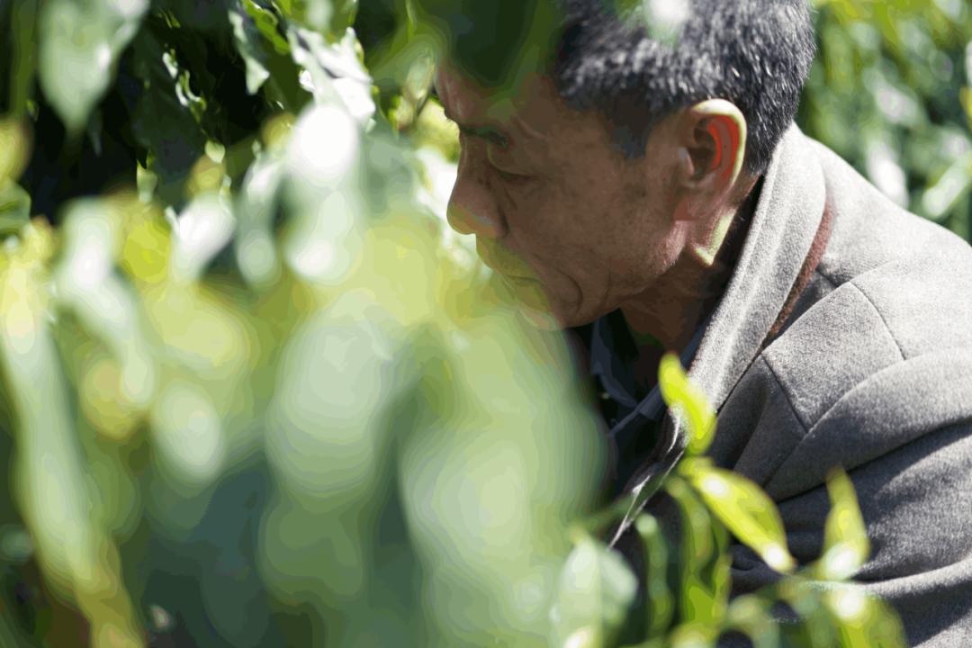 春天里的保山：连锁品牌、线上平台与返乡青年如何改变保山咖啡